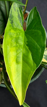 Load image into Gallery viewer, Syngonium podophyllum aurea