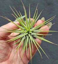 Load image into Gallery viewer, Tillandsia ionantha (Air Plant)