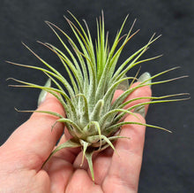 Load image into Gallery viewer, Tillandsia ionantha (Air Plant)