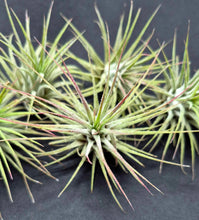 Load image into Gallery viewer, Tillandsia ionantha (Air Plant)