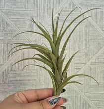 Load image into Gallery viewer, Tillandsia novakii