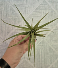 Load image into Gallery viewer, Tillandsia novakii