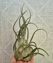 Load image into Gallery viewer, Tillandsia seleriana