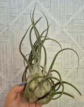 Load image into Gallery viewer, Tillandsia seleriana