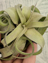 Load image into Gallery viewer, Tillandsia streptophylla