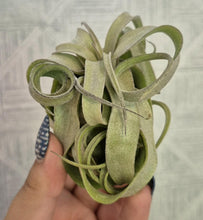 Load image into Gallery viewer, Tillandsia streptophylla