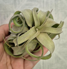 Load image into Gallery viewer, Tillandsia streptophylla