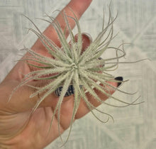 Load image into Gallery viewer, Tillandsia tectorum