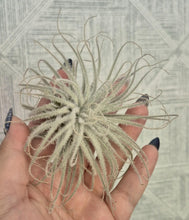 Load image into Gallery viewer, Tillandsia tectorum