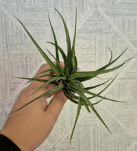 Load image into Gallery viewer, Tillandsia adbita