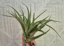 Load image into Gallery viewer, Tillandsia adbita