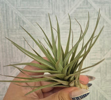 Load image into Gallery viewer, Tillandsia aeranthos