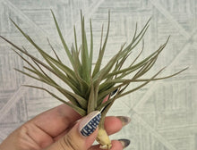 Load image into Gallery viewer, Tillandsia aeranthos