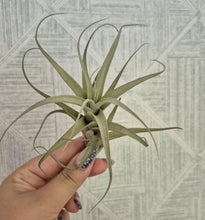 Load image into Gallery viewer, Tillandsia albida major