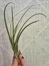 Load image into Gallery viewer, Tillandsia balbisiana