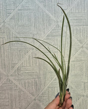 Load image into Gallery viewer, Tillandsia balbisiana