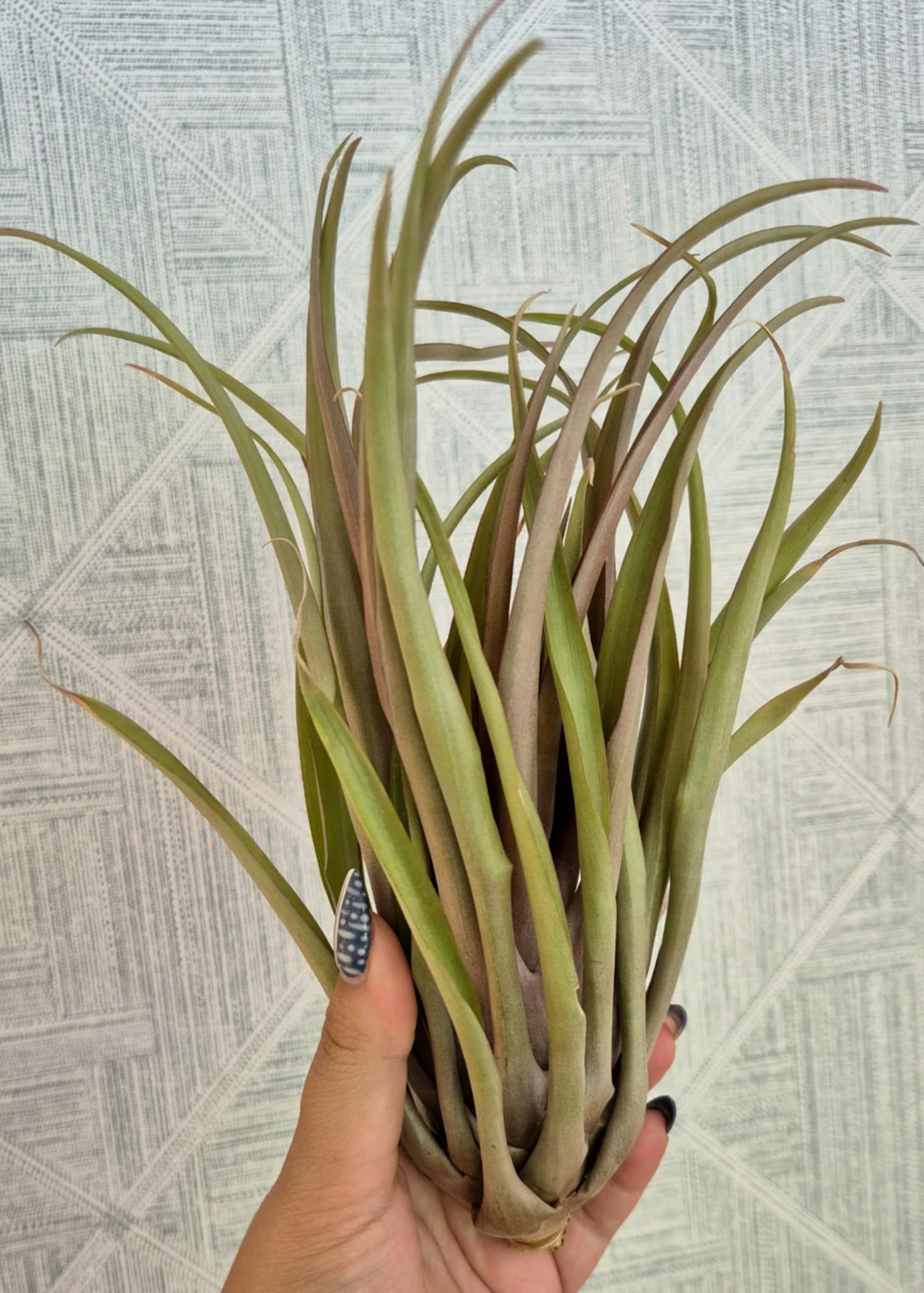 Tillandsia capitata red – Cedar Bridge Botanicals