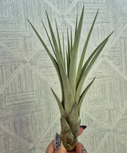 Load image into Gallery viewer, Tillandsia fasciculata
