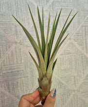 Load image into Gallery viewer, Tillandsia fasciculata