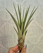 Load image into Gallery viewer, Tillandsia fasciculata