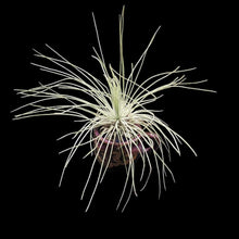 Load image into Gallery viewer, Tillandsia fuchsii var. gracilis
