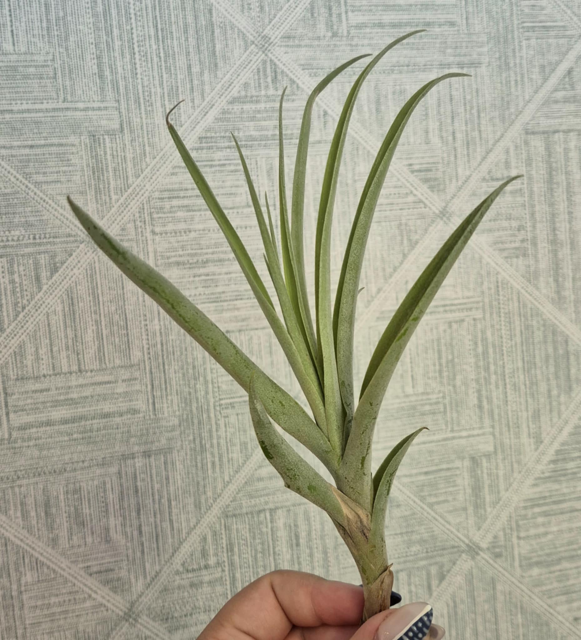専用　　　　Tillandsia2個 Tillandsia latifolia – Cedar Bridge Botanicals