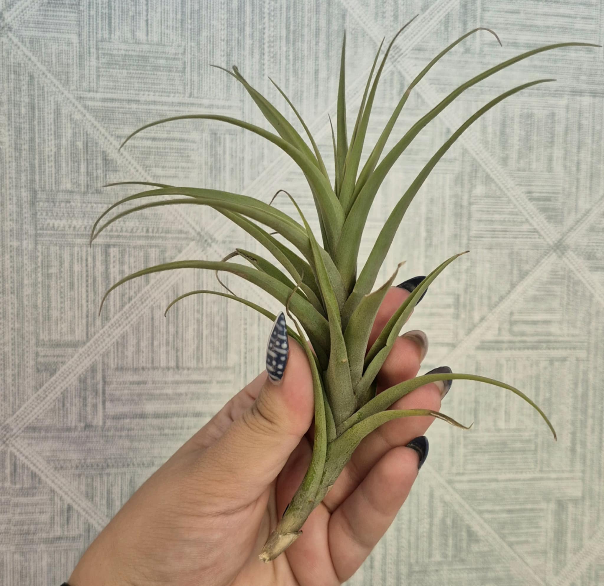 Tillandsia novakii – Cedar Bridge Botanicals