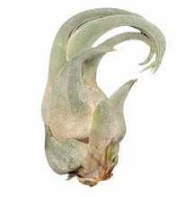 Load image into Gallery viewer, Tillandsia seleriana