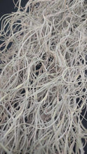 Load image into Gallery viewer, Tillandsia usneoides- Spanish Moss