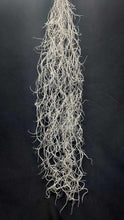 Load image into Gallery viewer, Tillandsia usneoides- Spanish Moss