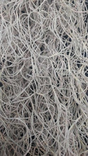Load image into Gallery viewer, Tillandsia usneoides- Spanish Moss
