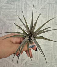 Load image into Gallery viewer, Tillandsia vernicosa
