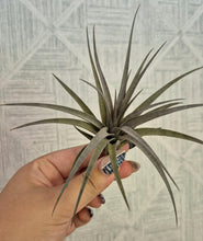Load image into Gallery viewer, Tillandsia vernicosa