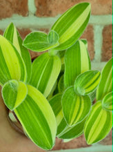 Load image into Gallery viewer, Velvet Stripe Tradescantia