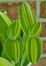 Load image into Gallery viewer, Velvet Stripe Tradescantia