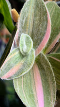 Load image into Gallery viewer, Velvet Stripe Tradescantia