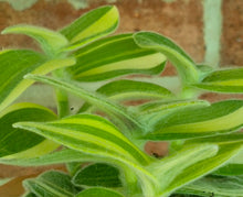 Load image into Gallery viewer, Velvet Stripe Tradescantia