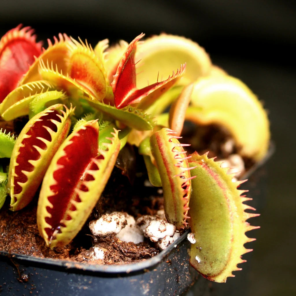 Venus Flytrap Dente (Dionaea muscipula 'Dente') – Cedar Bridge Venus Flytrap Dente (Dionaea muscipula 'Dente') – Cedar Bridge