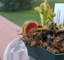 Load image into Gallery viewer, a Venus flytrap 'Dente'