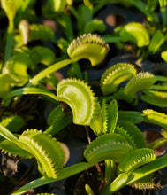 Load image into Gallery viewer, Young Venus flytrap 'Dente' plants
