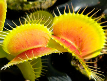 Load image into Gallery viewer, Venus Flytrap 'Mammoth' (Dionaea muscipula 'Mammoth')