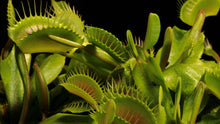 Load image into Gallery viewer, Venus Flytrap (Dionaea muscipula)