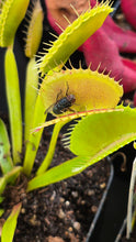 Load image into Gallery viewer, Venus Flytrap (Dionaea muscipula)