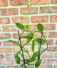 Load image into Gallery viewer, Vanilla Orchid (Vanilla planifolia