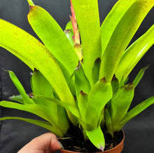 Load image into Gallery viewer, Vriesea 'Green Cockatoo'