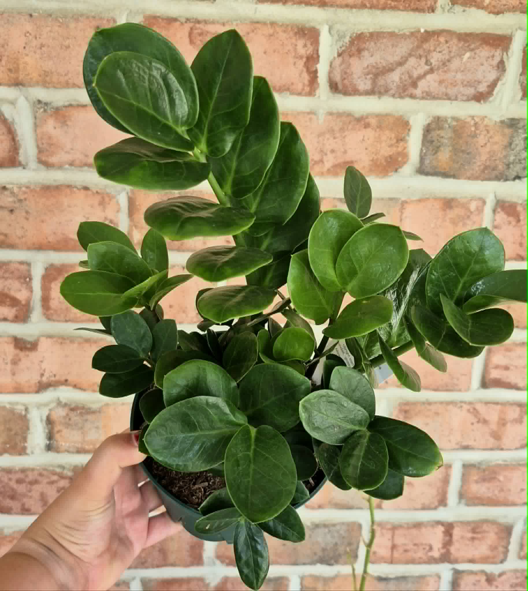 ZZ 'Midori' – Cedar Bridge Botanicals