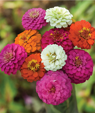 Load image into Gallery viewer, Zinnia Cut and Come Again