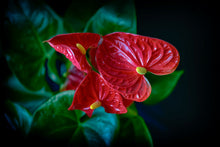 Load image into Gallery viewer, Red Flamingo Flower (Anthurium andraeanum)