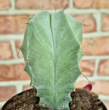 Load image into Gallery viewer, Gray Ghost Organ Pipe (Stenocereus pruinosus)