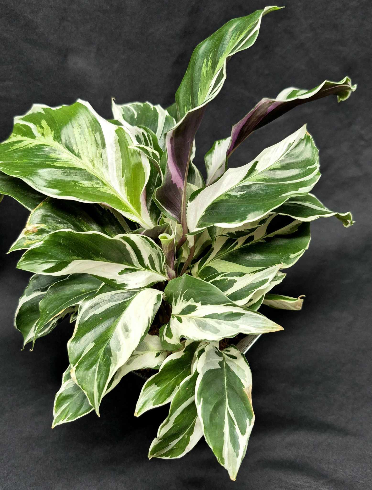 Calathea 'White Fusion' – Cedar Bridge Botanicals